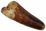 Fossil Spinosaurus Tooth - Feeding Worn Tip #354776-1